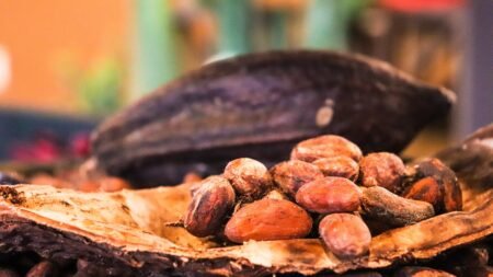 Favorable West African Weather Weighs on Cocoa Prices