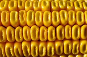 Corn Posting Midday Gains, as USDA Cuts Ending Stocks