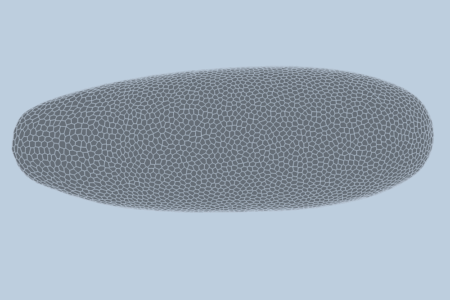 Deep-learning model predicts how fruit flies form, cell by cell | MIT News