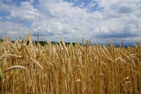 Wheat Trading with Monday Midday Gains