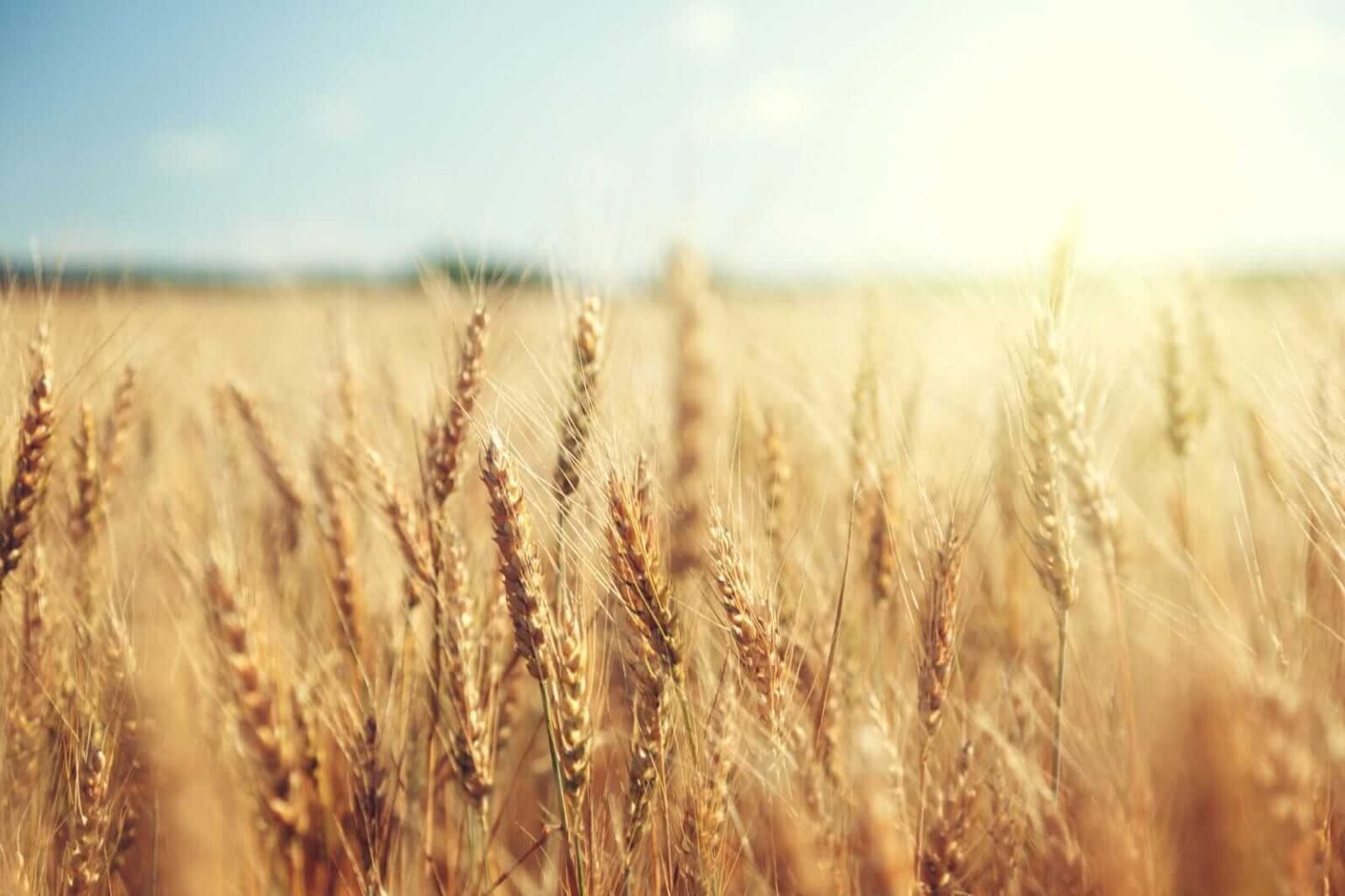Wheat Prices Decline on Friday Wheat Falls Lower on Friday
