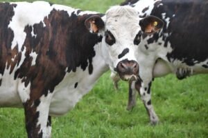 Cattle Closing February with Midday Losses
