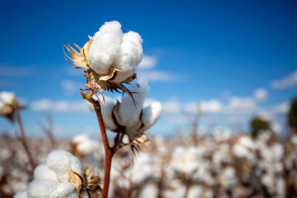 Cotton Maintains Stability on Wednesday Morning Cotton Steady on Wednesday Morning