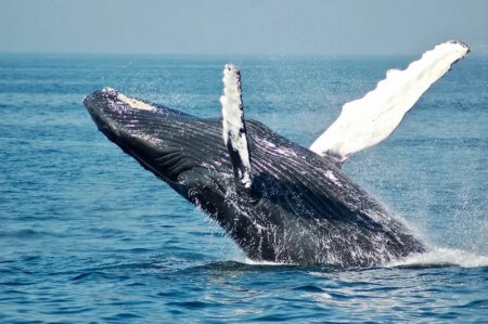 Bitcoin Whales on a Buying Spree: 10,000 BTC Acquired in Just 3 Days Bitcoin