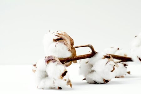 Cotton Surge Continues Into Monday Cotton Rally Extends to Monday