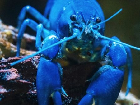 Blue lobster as, with the launch of KiloClaw, enterprises now have a tool to enforce governance over autonomous agents and manage shadow AI.