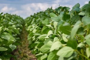 Soybeans Slipping at Midday | Nasdaq