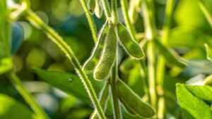 Soybeans Rally on Tuesday with Lower Acres Expected