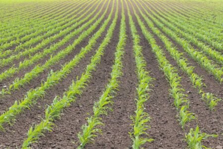 Corn Liquidation Continues into Friday’s Close