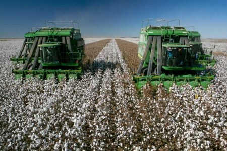 rewrite this title in other words: Cotton Ignores Outside Markets to Close with Monday Strength Cotton Ignores Outside Markets to Close with Monday Strength