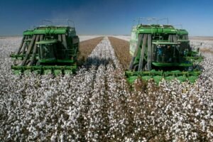 Cotton Bulls Push Higher Heading into the Thursday Close