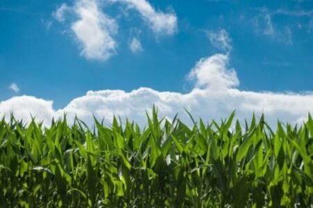 Corn Rally to Wednesday’s Final Bell