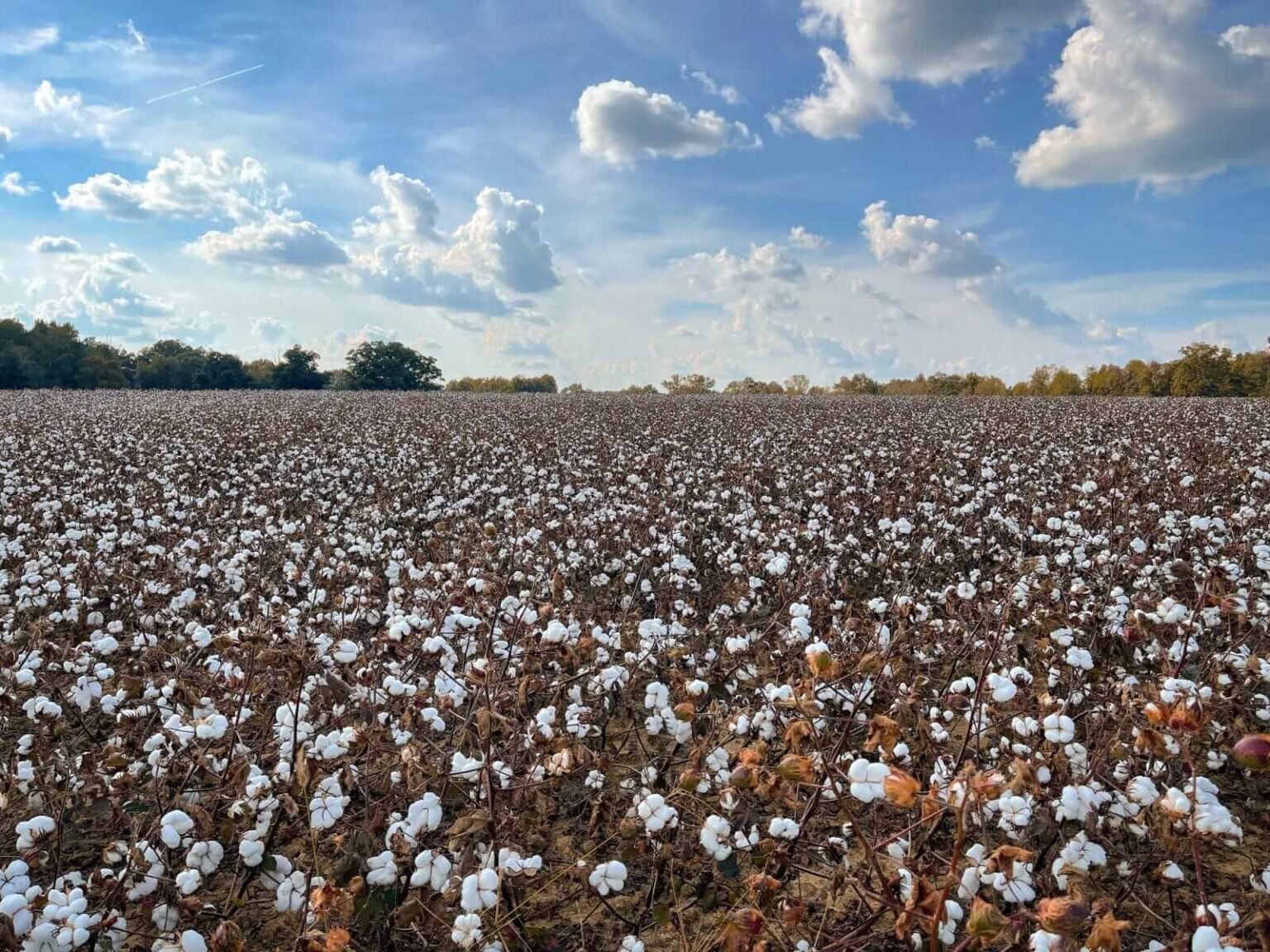 Cotton Face Friday Weakness, Despite USDA Production Cut