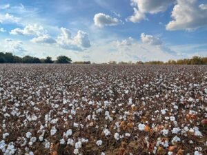 Cotton Face Friday Weakness, Despite USDA Production Cut