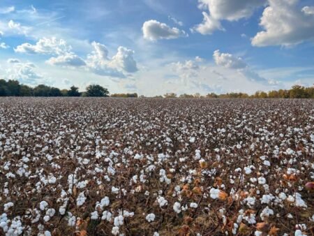 Cotton Face Friday Weakness, Despite USDA Production Cut