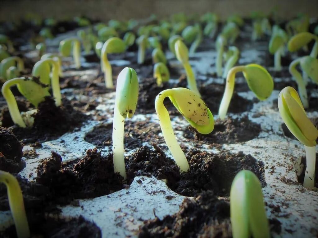 Soybean Prices Bounce Back from Early Declines as Traders Anticipate Monday’s Trade Announcement Soybeans Rally Off Early Lows as Traders Eye Monday Trade Announcement